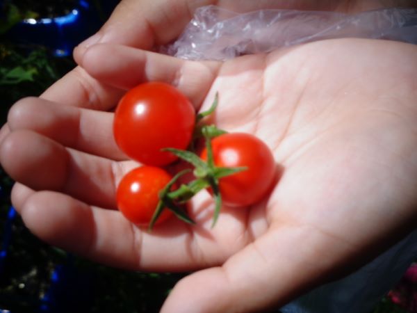 ミニトマトの収穫の写真